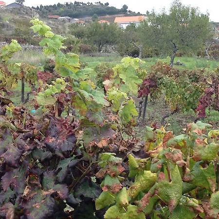 Casa Da Trigueira * Santa Eugenia