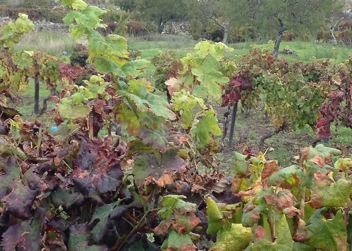 Casa Da Trigueira * Santa Eugenia